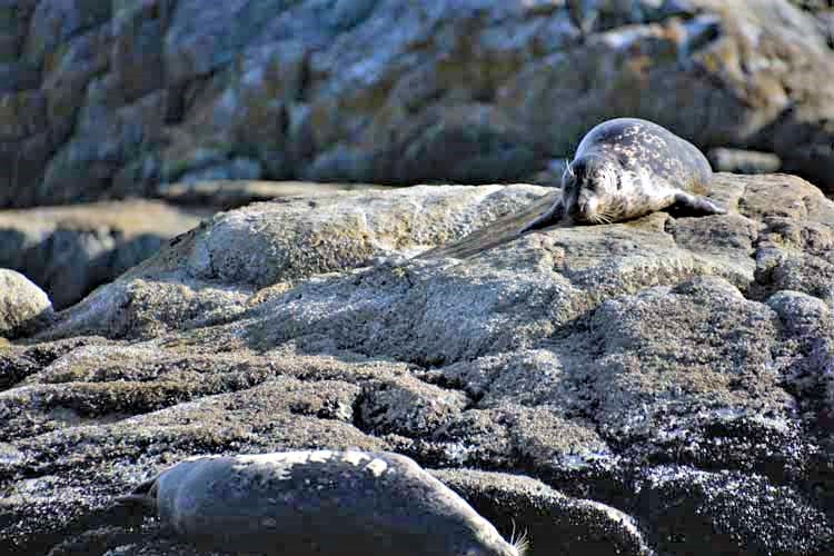 sea lions on rock